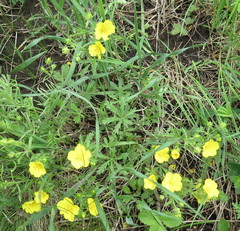 Potentilla patula