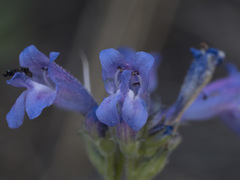 Penstemon gracilentus