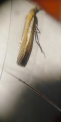 Agriphila selasella