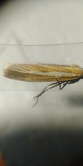 Agriphila selasella