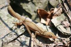 Hemidactylus stejnegeri