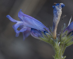 Penstemon gracilentus