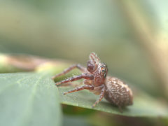 Opisthoncus parcedentatus