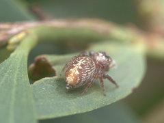 Opisthoncus parcedentatus