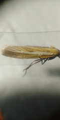 Agriphila selasella