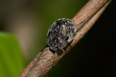 Ospidus chrysomeloides