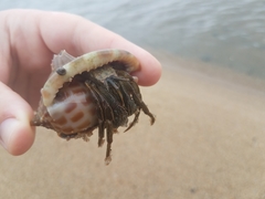 Clibanarius longitarsus