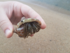 Clibanarius longitarsus