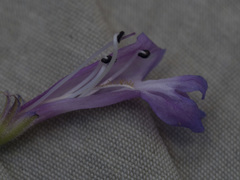 Penstemon gracilentus