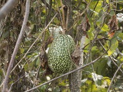 Citrullus lanatus