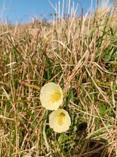 Narcissus gigas
