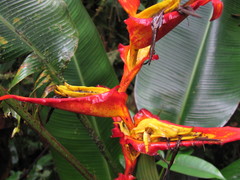 Heliconia irrasa