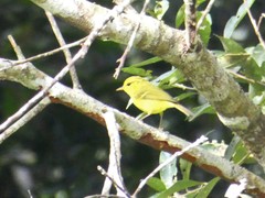 Phylloscopus hainanus