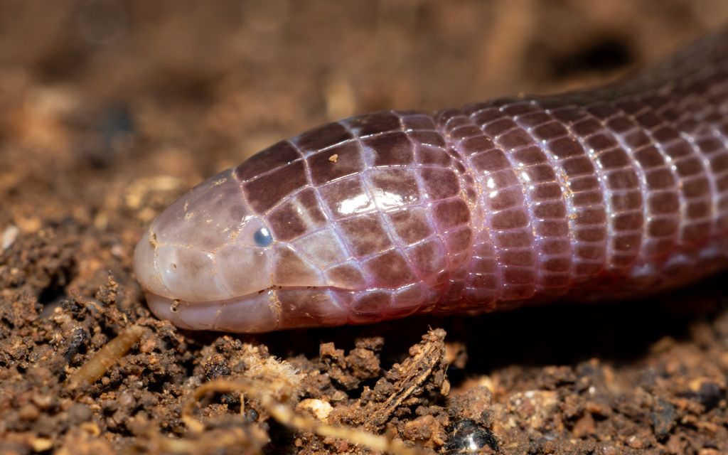 Vandelli's Worm Lizard