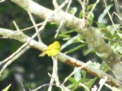 Phylloscopus hainanus