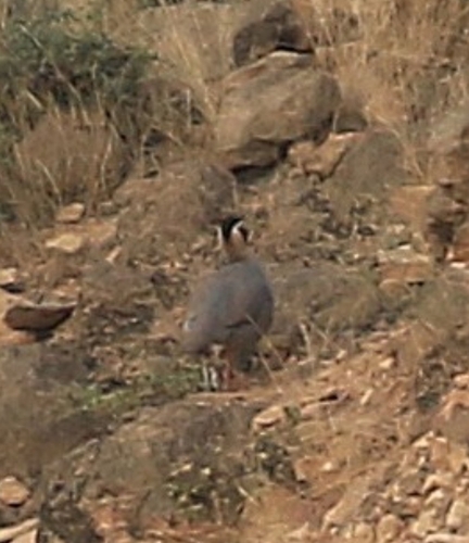 Arabian Partridge