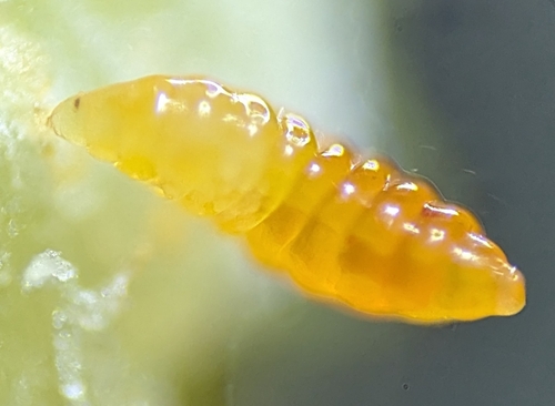 Unknown species found near Grand Junction, CO, USA