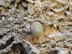 Strombocactus disciformis disciformis