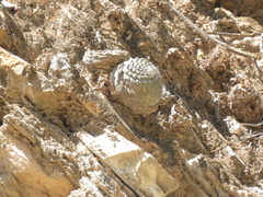 Strombocactus disciformis disciformis