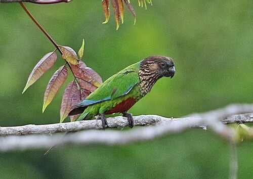 Santarem Parakeet (Cristalino)