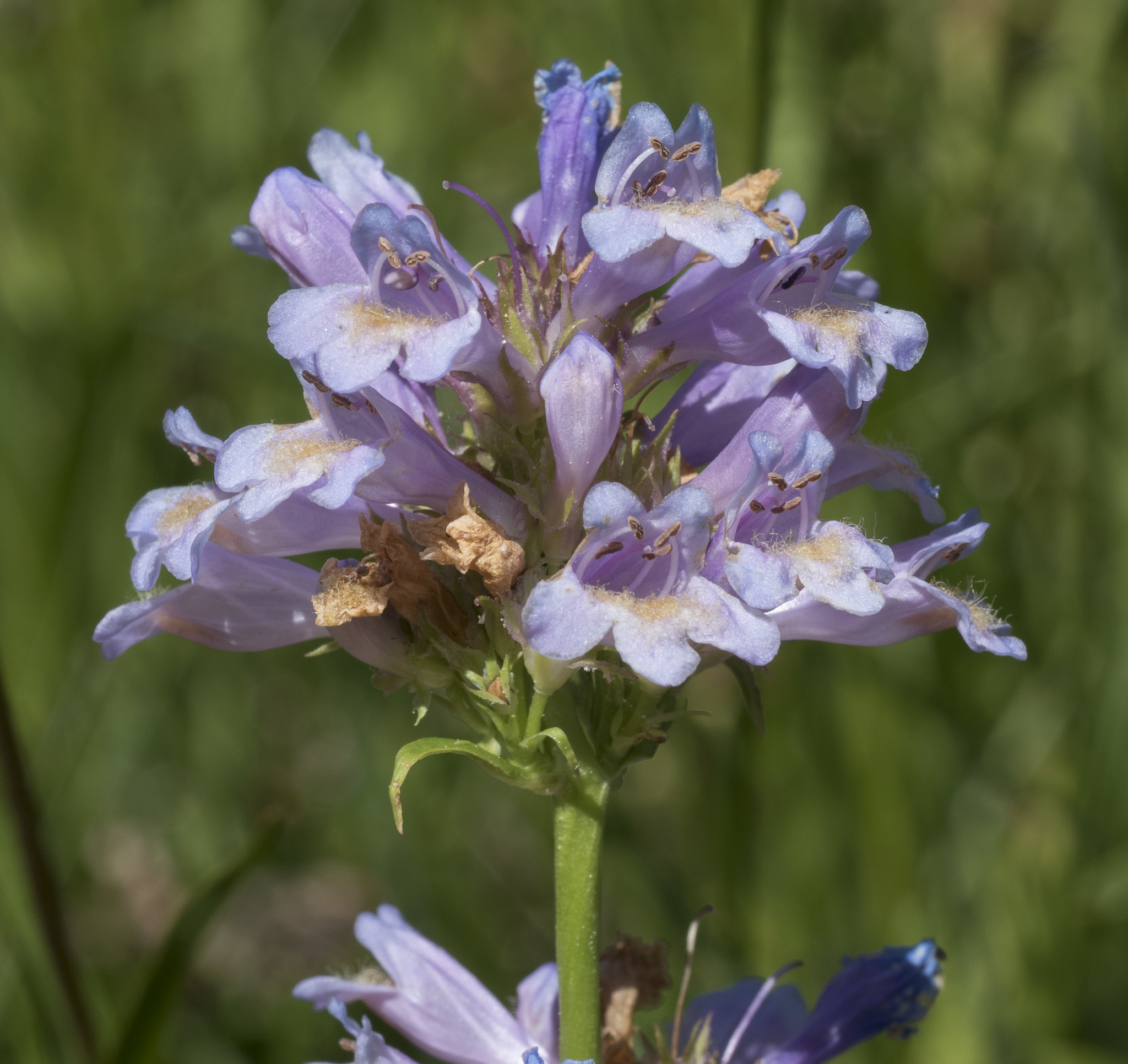 Penstemon rydbergii var. oreocharis