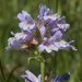 Tall Beardtongue - Photo (c) Todd Ramsden, some rights reserved (CC BY-NC), uploaded by Todd Ramsden