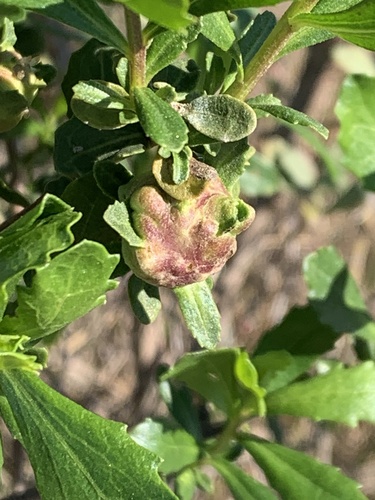 Unknown species found near Riversound Way, Napa, CA, US