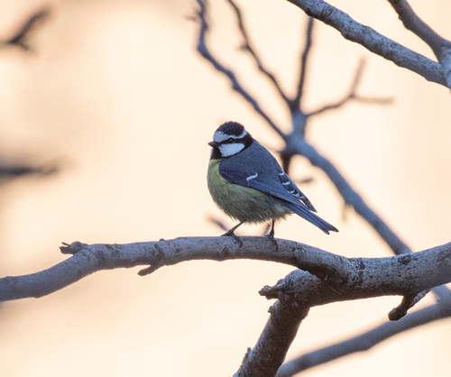 African Blue Tit (Cyanistes teneriffae), photo 6