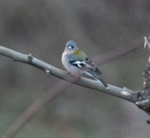 African Chaffinch (Fringilla spodiogenys), photo 3