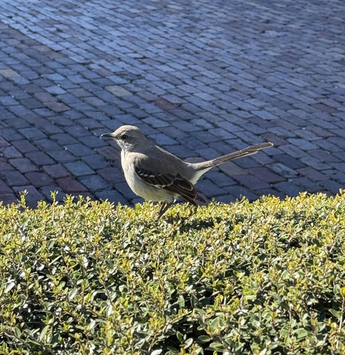 Northern Mockingbird