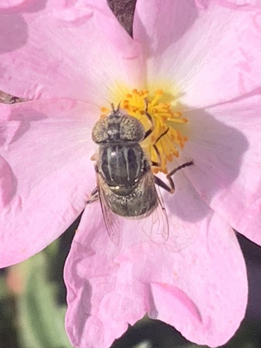 Unknown species found near Clear Stream Ave, Napa, CA, US