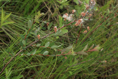 Salix myrtilloides