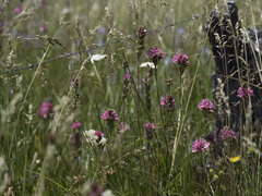 Sidalcea oregana spicata