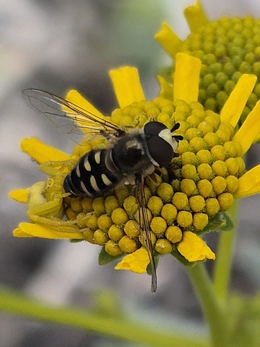 Unknown species found near Palm Springs, CA 92264, USA