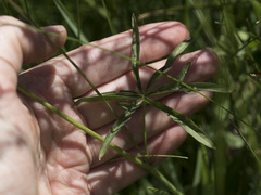 Sidalcea oregana spicata
