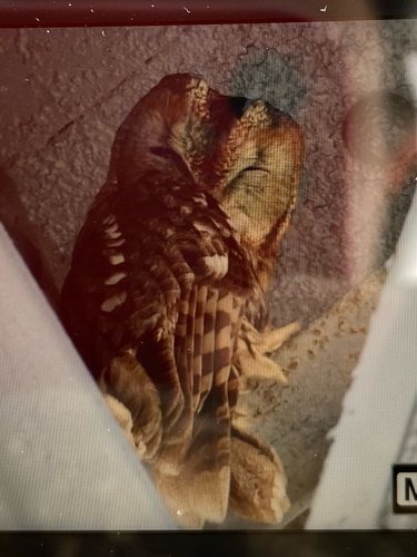 View observation of {o.common_name} on iNaturalist