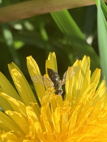 Unknown species found near Kennedy Park, Napa, CA, US