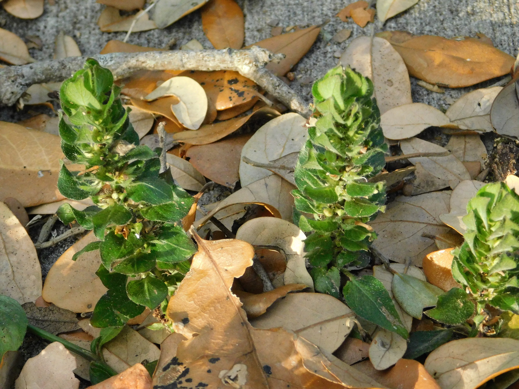 Imagem de Camarão verde
