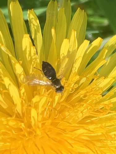 Unknown species found near Kennedy Park, Napa, CA, US