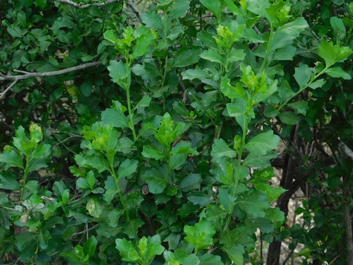 Silverling (Baccharis glomeruliflora)