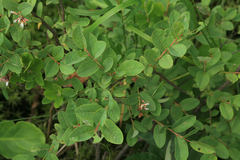 Salix myrtilloides