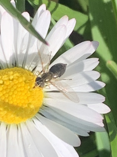 Unknown species found near Kennedy Park, Napa, CA, US