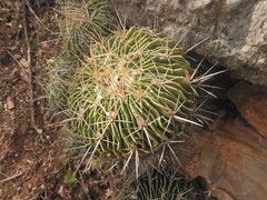 Echinofossulocactus sulphureus