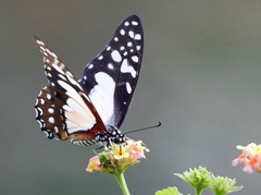 Graphium angolanus angolanus