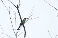 Merops americanus