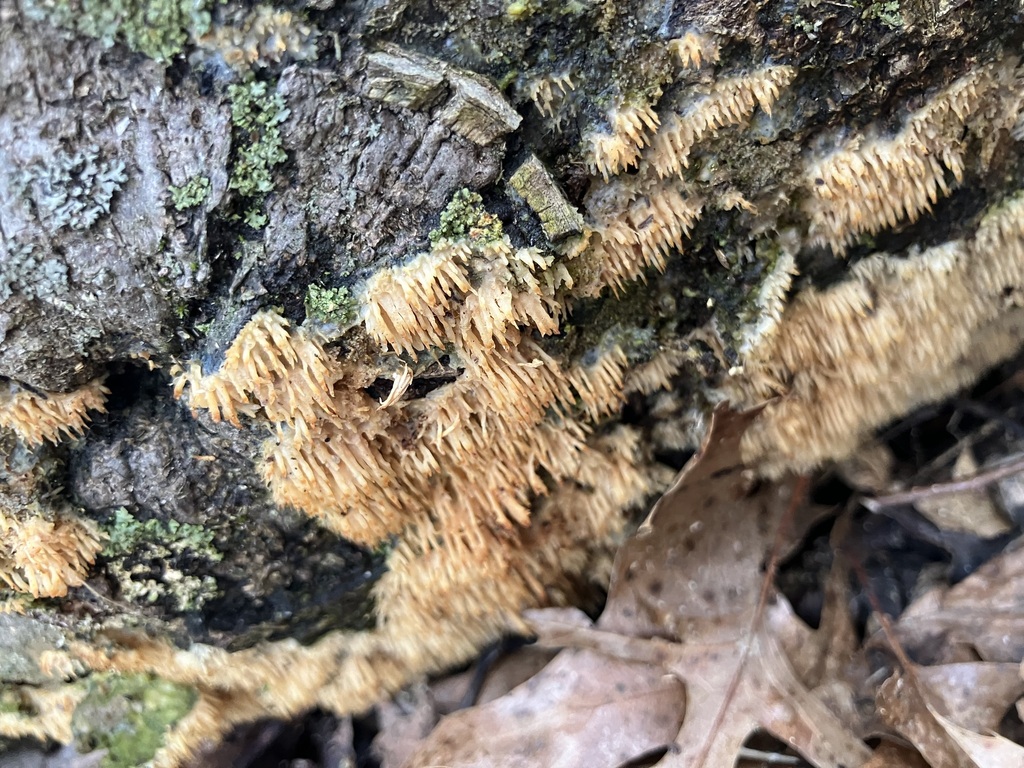 Radulomyces copelandii · February 2026 · photo: © preventthetoast (iNaturalist, cc-by)