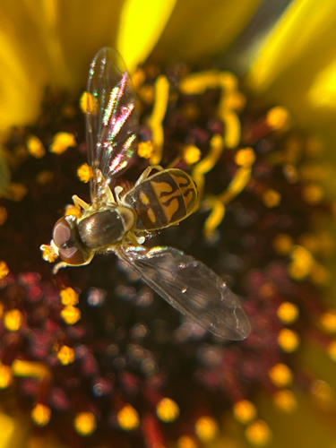 Unknown species found near Kiowa Dr, San Diego, CA, US