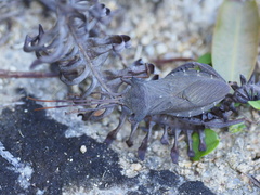 Prionolomia