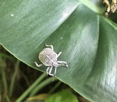 Pentatomidae