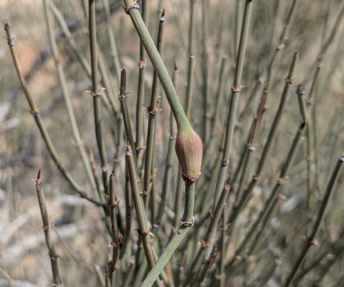 Unknown species found near Grand Junction, CO, USA